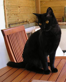 Photo de Brunhio le chat Bombay de Georgette