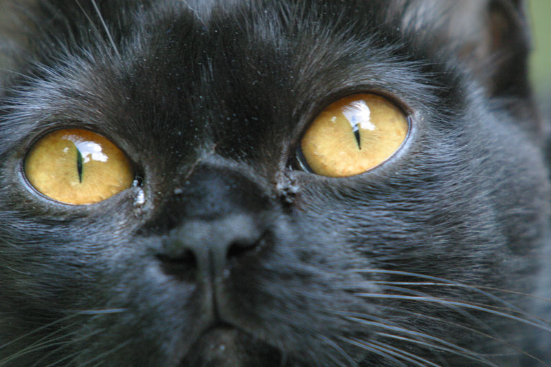 Chat Bombay