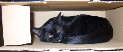 Chat Bombay : Beluga