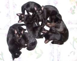 Chat Bombay : Carla du Moulin Barry avec son frère, ses soeurs, sa mère et sa grand mère