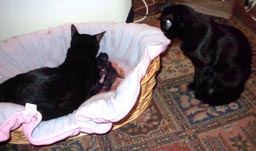 Chat Bombay : Sous le regard de Vanille 