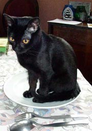 Chat Bombay : Caviar