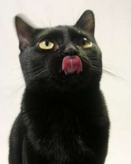 Chat Bombay : Caviar  le père de Carla du Moulin Barry