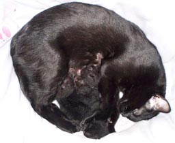 Chat Bombay : Beluga et ses 5 chatons