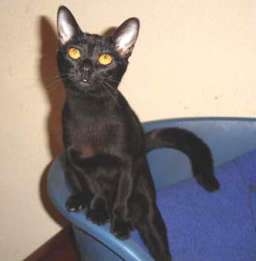 Chat Bombay : Carla du Moulin Barry