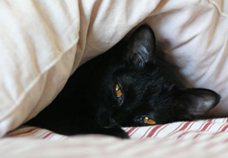 Photo de Charline un chat Bombay