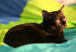 Photo de Charline un chat Bombay