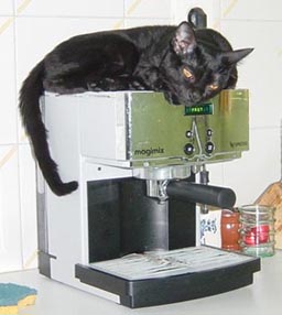 Photo de Venom le chat Bombay de Régine